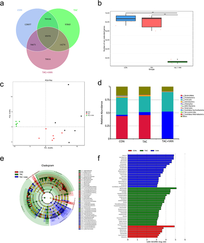 Figure 3. Taxonomic composition of the gut microbiota of mice. a Venn diagram of the composition of gut microbiota in the three groups. b analysis of the differential number of genes. c Principal component analysis (PCA) at phylum level. d composition summary showing the top 10 phyla detected in the gut microbiota. e Cladograms generated by LEfSe depicting taxonomic associations among the three groups of mice microbial communities. f an LDA score based on the LEfSe method is shown and highlights the taxonomic groups in the CON, TAC and TAC+VAN group. Red bars indicate taxa predominant in CON mice. Green bars indicate taxa predominant in TAC mice. Blue bars indicate taxa predominant in TAC+VAN mice (LDA >3). Data are presented as the mean± SD (n = 6 biologically independent animals). *p<.05, **p<.01, ***p<.001.