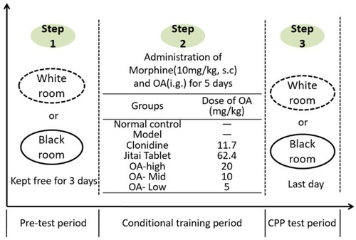 Figure 4 The experimental steps of CPP.