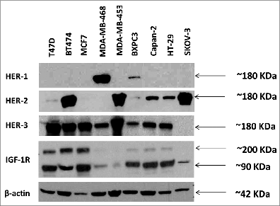Figure 1. Western blot analysis of the expression of human epidermal growth factor receptors (HER) and insulin-like growth factor 1 receptor (IGF-1R) in various cancer cell lines. Cells were grown in 6 wells plates to 70–80% confluency prior to cell lysis. Cell lysates were solved in SDS-PAGE, transferred to PVDF membranes and commercial rabbit antibodies for HER-1 (epidermal growth factor receptor) (cell signaling), HER-2 (v-erb-b2 avian erythroblastic leukemia viral oncogene homolog 2), (cell signaling), HER-3 (v-erb-b2 avian erythroblastic leukemia viral oncogene homolog 3) (Santa Cruz) and IGF-1R (insulin-like growth factor 1 receptor) (cell signaling) were used to probe for expression of the different receptors. A goat anti-rabbit IgG HRP secondary antibody and ECL reagents (Bio-Rad) were used for detection.