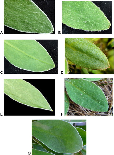 Figure 1 Leaves of seven forms of Craspedia. A, ‘C. elongata’; B, ‘C. long hairs’ (Mt Arthur); C, ‘C. marble’; D, ‘C. long hairs’ (Thorns Creek); E, ‘C. calcicole’; F, ‘C. Owen’; G, ‘C. Mytton’.