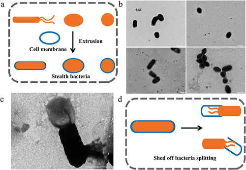 Figure 5 (a) Schematic illustration for the preparation of EM-coated-EcN by extruding bacteria with cell membranes. (b) Representative transmission electron microscope images of uncoated EcN and EM-coated-EcN. (c) A representative image of membrane shedding captured by TEM. (d) Schematic illustration for the removal of coating membranes. Adapted from Cao ZP, Cheng SS, Wang XY et al. Camouflaging bacteria by wrapping with cell membranes. Nat Commun. 2019. 10 (1): 3452. Creative Commons.Citation60