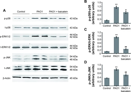 Figure 12 Effects of baicalein on the expression of MAPK pathway-related proteins in macrophages infected by Pseudomonas aeruginosa PAO1.