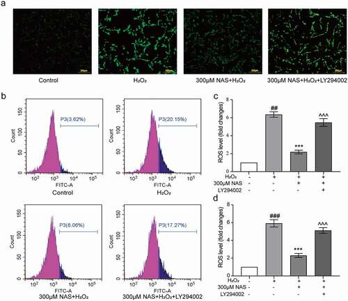 Figure 6. LY294002 (inhibitor of PI3K/AKT signaling pathway) affected the level of intracellular ROS induced by H2O2 in PC12 cells induced by NAS (a, c) immunostaining showed the expression level of ROS in each group. (b, d) A scatter diagram of the DCFH-DA result shows the level of ROS in PC12 cells through flow cytometry. The results are expressed as mean ± SD (n = 3). ##p < .01 or ###p < .001 vs. Control group; ***p < .001 vs. H2O2 group; ^^^p < .001 vs. NAS+ H2O2 group.