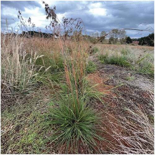 Figure 2. A young ~16-month-old) T. triandra tussock in April 2022 on Dja Dja Wurrung country near Dean, Victoria (37°27ʹ S 144°00ʹ E). Photo contributed by Dylan Male.