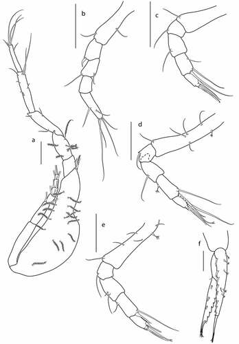 Figure 8. Eocuma ghanaian sp. nov., non-ovigerous female, paratype (ZMBN 149194). a, Pereopod 1; b, pereopod 2; c, pereopod 3; d, pereopod 4; e, pereopod 5; f, uropod. Scale bars = 0.1 mm.