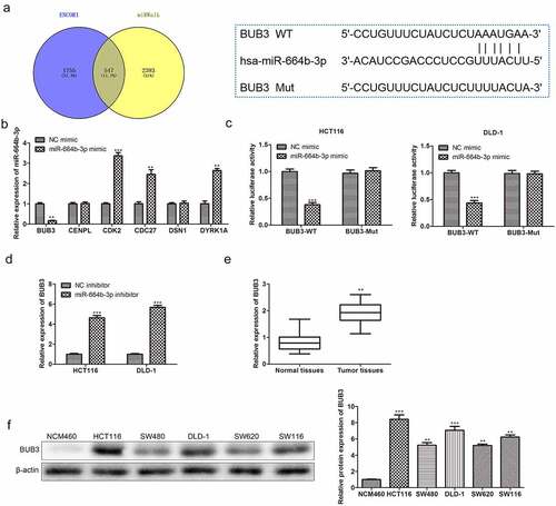 Figure 4. miR-664b-3p specifically regulates the expression of BUB3 protein. (a) ENCORI and miRWalk predicted the target of the miR-664b-3p. (b) The relative expression level of mRNA of different mitogen-related proteins in cells transfected with miR-664b-3p mimics and NC mimics. **P < 0.01, ***P < 0.001 vs. NC mimic groups. (c)Specific regulation effect of miR-664b-3p on the expression of BUB3 was detected using luciferase assay. ***P < 0.001 vs. NC mimic groups. (d) Expression relation between miR-664b-3p and BUB3. ***P < 0.001 vs. NC inhibitor groups. (e) A high expression level was detected in COAD using TCGA. **P < 0.01 vs. Normal tissues. (f) The expression situation of BUB3 protein in CC cell lines, including HCT116, SW480, DLD-1, SW620, and SW116. **P < 0.01, ***P < 0.001 vs. NCM460 cell lines.