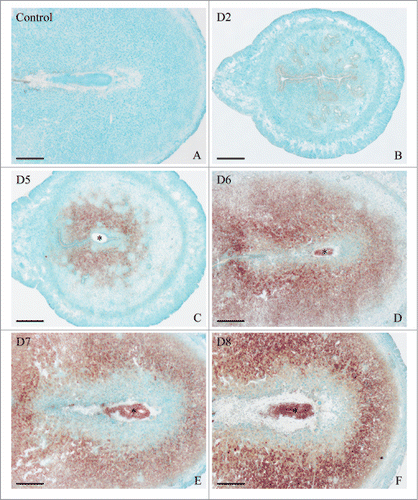 Figure 1. In situ hybridization of Hmgn1 expression in mouse uteri during early pregnancy on days 2 (B), 5 (C), 6 (D), 7 (E), and 8 (F). No hybridization signals were seen in mouse uterus on day 7 of pregnancy when DIG-labeled Hmgn1 sense probe was used to replace the antisense probe as a negative control (A). Asterisks indicate embryo. Bar = 60 μm.