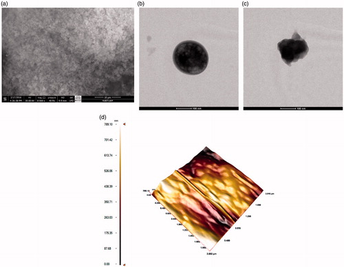 Figure 1. The (a) SEM, and TEM images of (b) poly(HEMA-co-AA), (c) hemoglobin-adsorbed, and (d) The AFM image of poly(HEMA-co-AA) microparticles.