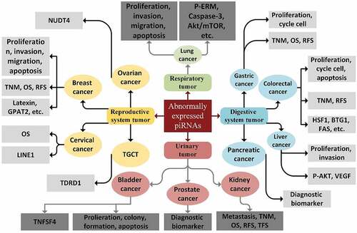 Figure 2. Biological functions, target genes, and clinical applications of piRNAs in cancer