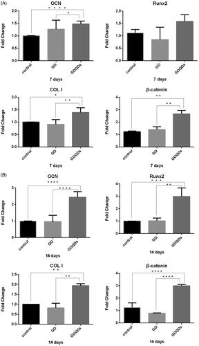 Figure 6. SHEDs were cultured in osteogenic induction medium containing GO or GOQDs. (A) RNA was extracted at 7 days. (B) RNA was extracted at 14 days. *p < .05, **p < .01, ***p < .001, ****p < .001.