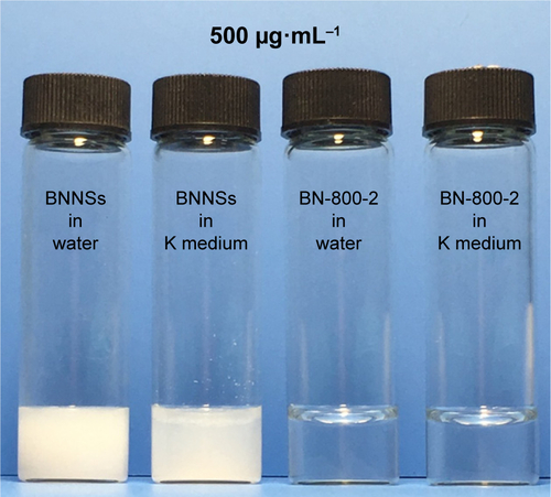 Figure S1 BNNSs and BN-800-2 suspensions/solutions in water or K medium at a concentration of 500 µg·mL−1.Notes: BNNSs or BN-800-2 were suspended or dissolved into water or K medium, and the mixture was sonicated for 10 minutes.Abbreviations: BNNSs, boron nitride nanospheres; BN-800-2, highly water-soluble boron nitride.