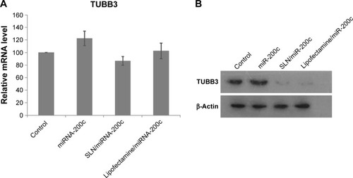 Figure 7 TUBB3 mRNA expression (A) and protein expression (B) after transfection.Abbreviations: SLN, solid lipid nanoparticles; TUBB3, class III beta-tubulin.