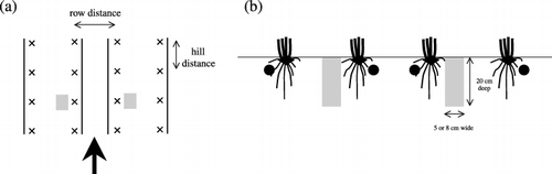 Figure 1  The sampling positions (shaded bars) of soils after harvest for UM-T, KA-T and FU-T from above (a) and vertically (b) from the arrow side of (a). ×, rice stubbles (a); – in (a) and • in (b); the positions of P application through nozzles equipped with the transplanting machine. Schematic representation of depth and width of the soil sampling pit (b).