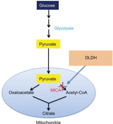 Figure 3 Diagram showing MICA block of pyruvate oxidation to acetyl-CoA in glucose combustion pathway.