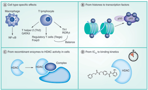 Figure 2. Schematic representation of the topics addressed in this review. (A) Macrophages and various T lymphocytes have been implicated in inflammatory airway diseases such as asthma and chronic obstructive pulmonary disease. These cell types depend on specific transcription factors for their differentiation and functionality. Histone deacetylases (HDACs) can affect the acetylation of these transcription factors, which influences, for example, the transcription factor stability or its DNA binding capability. HDAC inhibitors (HDACi) can influence these biological processes and thereby influence inflammatory responses by these cell types. (B) Effects of HDACi on histone acetylation are often used as a read-out indicative of the effects of these compounds in cells. However, histone acetylation is not sufficient to (fully) explain the effects of HDACi on biological processes such as gene expression. Effects of HDACi on transcription factors and their acetylation status may also be particularly important in explaining these effects. (C) Interestingly, selectivity profiles of HDACi are commonly elucidated by testing for inhibition of recombinant HDACs. Importantly, however, in cells HDACs are known to be present in multiprotein complexes that influence their activity. Importantly, recently, HDACi have been reported to have different specificities for such complexes, which adds another layer of complexity to the selectivity profile. (D) Different classes of HDACi have been reported to have different binding kinetics with the HDACs. Benzamine-based inhibitors have slow binding kinetics, while hydroxamate-based inhibitors have fast binding kinetics. This has been demonstrated to translate into biological consequences.