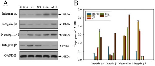 Figure 9 Expressions and quantifications of integrin αv/β3/β5 and neuropilin-1 proteins in several cell lines (B16F10, C6, 4T1, Hela, and A549). (A) Representative Western blot diagram of the selected proteins in different cell lines. (B) Western blot-based quantifications of the chosen protein expressions in various cell lines. The results are expressed as mean ± SD (n = 3).
