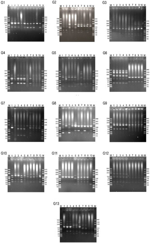 Figure 1 Electropherogram of RAPD-PCR typing of Helicobacter pylori strains from 13 patients.Notes: M: 2K DNA ladder; G1–G13: sample/patient number; bands 1–5: monoclonal strains from a single patient amplified using primer 1247; and bands 6–10: monoclonal strains from a single patient amplified using primer 1283.