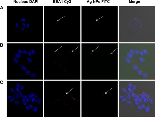 Figure 6 Fluorescent microscopy images to identify Ag NPs and EEA1.Notes: The colocalization between EEA1 and AgNPs was observed in the confocal analysis. The arrows show the points with colocalization. Nuclear fluorescence was obtained with DAPI. A and B are MCF7 cells; C are T47D cells.Abbreviations: DAPI, 4′,6-diamidino-2-phenylindole; FITC, fluorescein isothiocyanate; Ag NPs, silver nanoparticles.