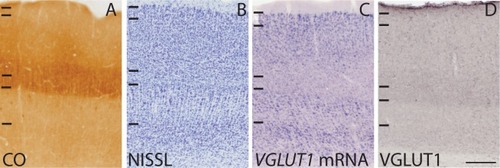 Figure 5 High magnification images of the laminar organization of V1 in sections stained for (A) CO, (B) Nissl, (C) VGLUT1 mRNA, and (D) VGLUT1 protein. Laminar divisions for layers I–VI are presented from dorsal to ventral in each image.