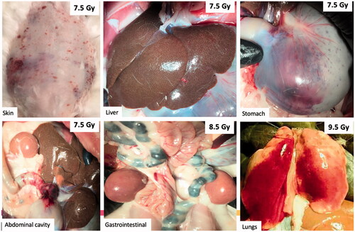 Figure 4. Gross hemorrhage observed in the skin and vital organs at necropsy. Representative photographs of gross abnormalities in vital organs were taken at necropsy. Moribund animals presented with visible petechial hemorrhage in the skin, mottled liver, bleeding in the stomach, abdominal cavity, and gastrointestinal tract at TBI doses of 7.5 Gy and higher. Hemorrhage was also observed in the lungs, but it was unclear whether this was due to cardiac puncture at the time of euthanasia or due to TBI.