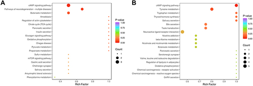 Figure 5 KEGG enriched analysis result of thalamus (A) and SDH (B). The horizontal coordinate represents the Rich factor corresponding to each path, the vertical coordinate is the path name, the color of the dot is P-value, and the red indicates the more significant enrichment. The size of the dots represents the number of differentiated metabolites enriched.