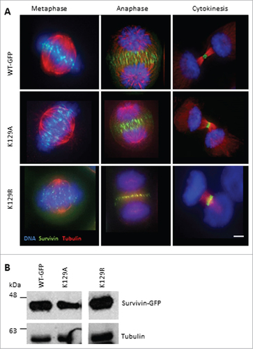 Figure 1. K129 mutant localization in mitotic HeLa cells. (A) HeLa cells stably expressing the forms of survivin-GFP (green) indicated were fixed and immunostained to reveal microtubules (red) with anti-tubulin antibodies, and counterstained with DAPI to identify the chromosomes (blue). Bar 5 μm. Black and white images of GFP signal are available in Figure S1A. (B) Immunoblotting of asynchronous cell lines indicated demonstrating level of expression, with tubulin used as a loading control. Note irrelevant lanes have been spliced out.