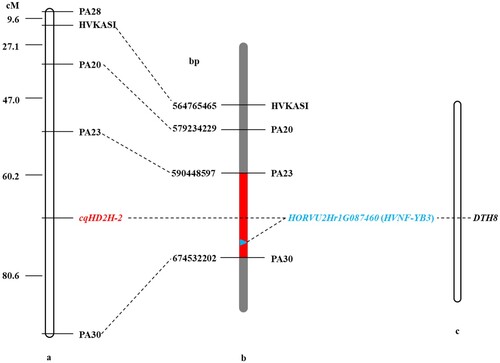 Figure 4. Genetic and comparative mapping of the cqHD2H-2. (a) Linkage map of markers of cqHD2H-2. (b) A partial physical map of the linkage markers surrounding cqHD2H-2. The red region indicates the cqHD2H-2 candidate interval, which corresponds to 590,448,597 bp and 674,532,202 bp. (c) HORVU2Hr1G087460 gene corresponding homologous genes of DTH8 of rice.