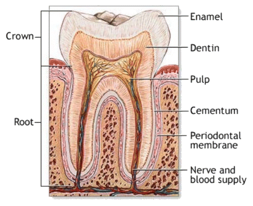 Figure 13. A schematic drawing of a tooth. Other very good graphical sketches of the mammalian tooth structure, including the hierarchical levels, are available in references Citation509 and Citation554.