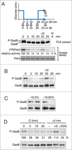 Figure 2. Gad8 is immediately dephosphorylated upon glucose depletion in the growth medium. (A) A gad8:6HA strain (CA4770) was cultured in YES at 30°C to the early log phase and harvested at the indicated minutes after glucose depletion from the growth medium. The sample at 0 minute was taken just prior to glucose depletion. The culture was split into 2 at 20 minutes and glucose was added at the final concentration of 3% to one of the split cultures (labeled with "+G"), followed by 5 minutes incubation. Crude cell lysate was prepared with TCA and analyzed by anti-HA immunoblotting to detect slower migrating, phosphorylated Gad8 (P-Gad8).Citation16 Gad8 kinase activity was analyzed in an in vitro assay using immunopurified Gad8–6HA, bacterially produced GST-Fkh2, and [γ-32P]ATP.Citation19 Relative radioactivity in the assay was indicated as Gad8 kinase activity with the activity at 0 minute fit to 100%. A wild-type strain that expresses untagged Gad8 (CA101) was used as a negative control in the assay (the rightmost lane labeled with "N"). (B) A wild type strain (CA101) grown in YES was starved of glucose. Twenty minutes after glucose depletion, glucose was added back to an aliquot of the culture and incubated for another 10 minutes (labeled with "+G"). Crude cell lysate was prepared with TCA and Gad8 phosphorylation was analyzed as in Figure 1A. (C) A wild type strain (CA101) cultured in regular EMM containing 2% glucose was harvested before and after shifting to EMM containing the indicated concentrations of glucose. Gad8 phosphorylation was analyzed as in Figure 1A. (D) A wild type strain (972) was cultured in YES and starved of glucose for 20 minutes, followed by 5 minutes incubation in the absence ("-") or in the presence ("+G") of 0.2% glucose or in the presence of 0.2% 2-deoxyglucose ("+2DG"). Gad8 phosphorylation was analyzed as in Figure 1A. Relative levels of Gad8 phosphorylation were indicated below the "P-Gad8" panel with the level at 0 minute fit to 100%.