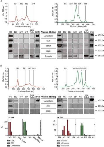 Figure 2. SEC elution profiles and EV markers in human and bovine fluff and milk serum fractions. SEC (size-exclusion chromatography) profiles of human (a) and bovine (b) fractions were obtained by recording the absorbance at 280 nm. Fractions across the SEC profiles were collected from the fluff (F, in red) and milk serum (S, in green) runs with the eluting peaks annotated with F1–F4 and S1–S5. The solid casein rich pellets derived from the 340,000 g ultracentrifugation (340K pellet) and the 20,000 g centrifugation (20K pellet) were collected and included in the analysis as well as an MFGM preparation. All samples were analysed for their content of lactadherin, CD9, CD63 and CD81 by Western blotting and/or LC-MS. Moreover, human milk SEC fractions were screened for β-casein content by Western blotting, and bovine samples for their content of β-casein, αS1- and αS2-casein by LC-MS. Ten µg protein from the indicated SEC fractions were analysed by Western blotting using antibodies targeting the indicated proteins with their approximated weights shown. Relative levels obtained by LC-MS are based on the detection of peptides specifically derived from the indicated proteins. Abbreviations: MFGM, milk fat globule membrane; LC-MS, liquid chromatography–mass spectrometry.