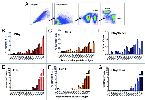 Figure 3. Evaluation of the esx-specific CD4 and CD8 T cells responses following DNA vaccination. CB6F1 mice (n = 5) were immunized by i.m./EP with 3 injections at 2-wk intervals with 20 µg of each individual esx construct. Splenocytes were collected 1 wk after final vaccination, stimulated with their respective peptide pools and analyzed by flow cytometry following intracellular staining using antibodies against IFN-γ and TNF-α. (A) The gating strategy used to analyze the frequency of CD4 and CD8 T cells positive for IFN-γ and TNF-α cytokines. (B) Column graphs depicting esx-specific CD4 T cells releasing the cytokines IFN-γ (C) TNF-α and (D) double-positive producing cells (and pVAX control). (E) Column graphs show the esx-specific CD8 T cells releasing the cytokines IFN-γ (F) TNF-α and (G) double-positive producing cells (and pVAX control). Background staining from cells stimulated with medium alone has been subtracted. Error bars represent SEM of 5 mice per group. Experiments were performed independently at least 2 times with similar results.