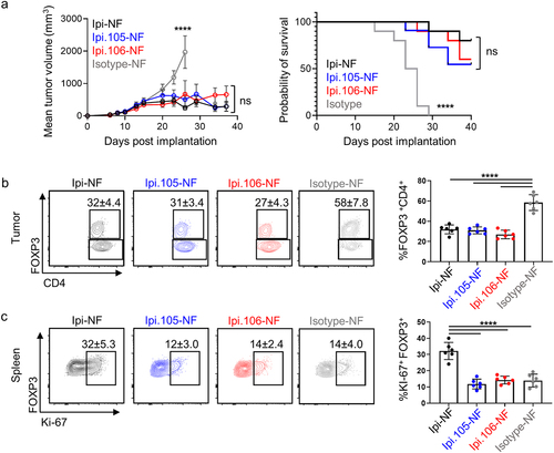 Figure 5. Anti-tumor activity and Treg depletion are maintained by pH-sensitive ipilimumab variants while peripheral blockade is reduced. (a) Mean MC38 tumor volume (n = 10) and survival of human CTLA-4 knock-in mice treated with Ipi-NF, Ipi.105-NF, Ipi.106-NF, and isotype control. Statistical significance was determined by Two-way ANOVA (tumor volume) and Mantel-Cox test (survival). (b) Treg depletion as measured by FOXP3% in tumor CD4+ cells 5 days after treatment with pH-selective Ipi variants. (c) Expression of Ki-67 by Tregs in the spleen of mice treated with pH-selective Ipi variants. The statistical significance in panels (b) and (c) were determined by One-way ANOVA.
