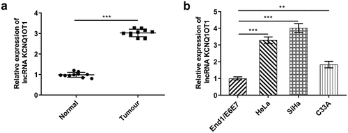 Figure 1. Elevated KCNQ1OT1 expression in CC. (a) RT-qPCR for determination of the expression differences of KCNQ1OT1 in CC tumor tissue specimens and adjacent non-tumor tissues. (b) RT-qPCR for determination of the expression differences of KCNQ1OT1 in CC cell lines (HeLa, SiHa, C33A) and normal human cervical epithelial cell line (End1/E6E7)