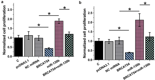 Figure 4. Analysis of the role of BRCAT54 and miR-130b in the proliferation of BT549 and MDA-MB-231 cells.