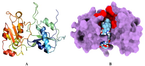 Figure 1. In silico analysis of HEV helicase. (A) Represents the ribbon structure representation of The HEV helicase modelled structure. (B) Represents the P-loop containing the Helicase domain (85–232 amino acids residues) coloured in red (as predicted by the InterPro web server); the ball-shaped structure represents the GTP-bound binding pocket of helicase. The binding pocket residues are highlighted in red.