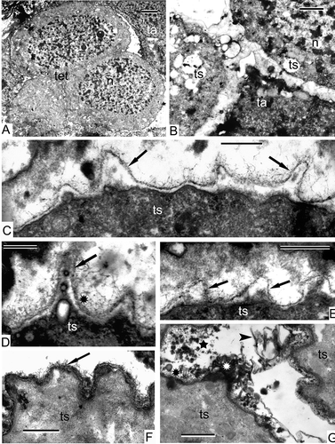 Figure 11. The end of the tetrad period in Alsophila setosa. A. Overview of a tetrad. B. Fragment of a tetrad at the disintegration point, proximal zone. C–F. Distal borders of tetraspores; a thin sinusoidal envelope (arrows), associated with the fibrillar layer (asterisk), is the initial sporoderm layer. G. Sporangia-supporting liquid between the tetraspores is full of accumulations of different forms: tripartite lamellae (arrowhead), spherical droplets (star) and vesicles (black and white asterisks). Abbreviations: see Figure 1. Scale bars – 2 μm (A), 1 μm (B, G), 500 nm (C, E, F), 300 nm (D).