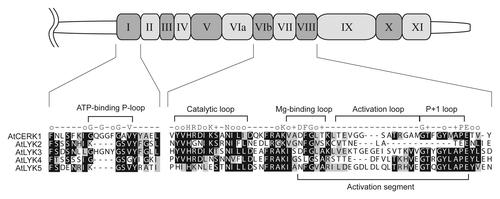 Figure 1. Sequence comparison of the kinase domain of Arabidopsis LYK proteins. Schematic representation shows the kinase domain of AtCERK1 (drawn to scale). Kinase subdomain I and VIb to VIII are selectively highlighted below the drawing to highlight the five AtLYK proteins. Identical and similar residues throughout the alignment are shown in black and gray, respectively. The consensus line among the eukaryotic protein kinase superfamilyCitation47 is given according to the following code: uppercase letters, invariant residues; o, conserved nonpolar residues; +, conserved small residues with near neutral polarity. Note that AtCERK1 and AtLYK3 have an intact intracellular kinase domain.