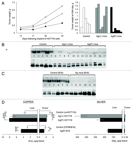 Figure 6. Effects of Ag diet on the development of tumor xenografts. (А) Left, dynamics of human colon tumor growth in control (◊), Ag(+) (■), and Ag(P) (●) mice. Ordinate, weight of tumors, g; abscissa, days. Average weights for five mice in the control group, 6 Ag(+) mice and 6 Ag(P) mice are shown; right, weights of the 24-d-old tumors in the individual mice. (B) Serum oxidase activity (upper) and Cp protein (lower) detected in the same mice. (C) Serum oxidase activity (upper) and Cp protein (lower) detected in B16 melanoma-bearing mice. For oxidase activity measurements, serum aliquots (1.0 µl) were resolved by 8% native PAGE, and the gel was stained with o-dianisidine; the bands are dark orange. For Cp protein measurements, serum aliquots (0.5 µl) were fractioned by 8% native PAGE followed by immunoblotting with antibodies to human Cp. (D) Copper and silver content in the livers and tumors of the mice bearing implanted tumors. *P < 0.05, **P < 0.005, ***P < 0.0001.