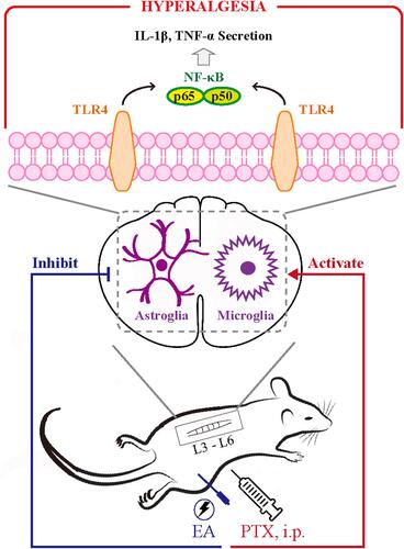 Figure 8 Schematic illustration of underlying mechanism in EA-mediated analgesia of PTX-induced neuropathic pain.Abbreviations: TLR4, toll-like receptor 4; PTX, paclitaxel; EA, electroacupuncture.