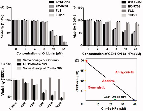 Figure 5. Selective inhibition effects and synergistic/antagonistic analysis of the inhibition effects of GE11-Ori-Se NPs on cancer cells. (A) Effects of oridonin on the viability of human esophageal cancer KYSE-150 cells, human esophageal cancer EC-9706 cells, human fibroblast-like synovial cells and human THP-1 cells, n = 3. (B) Effects of GE11-Ori-Se NPs on the viability of human esophageal cancer KYSE-150 cells, human esophageal cancer EC-9706 cells, human fibroblast-like synovial cells and human THP-1 cells, n = 3. (C) Effects of GE11-Ori-Se NPs, and the same dosage of oridonin or Chi-Se NPs on the viability of KYSE-150 cells, n = 4. (D) Isobologram examination of the growth inhibition effects of GE11-Ori-Se NPs, oridonin and Chi-Se NPs on KYSE-150 cells.