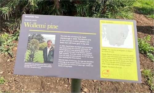 Figure 5. The sign in Kew Gardens describing the legendary ‘find’ of the Wollemi Pine Tree by the Australian canyoner and botanist David Nobles in the Wollemi National Park in New South Wales. Source: Photo taken by the author during fieldwork in Kew Gardens in April 2022.