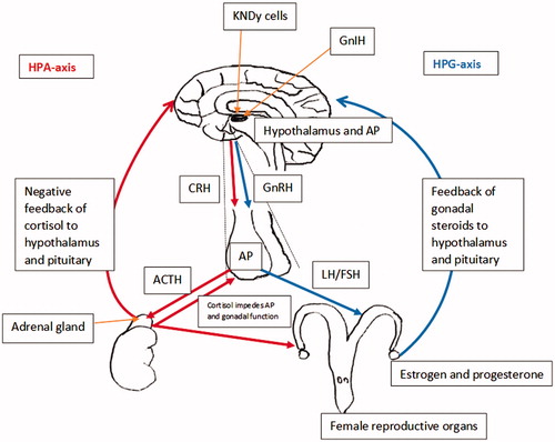 Figure 1. Diagram of the hypothalamic–pituitary–adrenal axis (HPA-axis) and hypothalamic–pituitary–gonadal axis (HPG-axis) loop in the female animal, detailing feedback and interactions between the hormones and structures involved in both pathways. Oestrogen and progesterone confer positive/negative feedback onto the hypothalamus to regulate the HPG-axis. Cortisol confers negative feedback onto the hypothalamus to regulate the HPA-axis. Cortisol also acts at the level of the anterior pituitary (P = pituitary) and reproductive organs to impede reproductive function. Hypothalamic kisspeptin (KNDy cells) are believed to modulate the synthesis of gonadotropin releasing hormone (GnRH) within the hypothalamus. Gonadotrophin inhibitory hormone (GnIH) neurons are assumed to act both directly on GnRH neurons within the hypothalamus and project to the median eminence to mediate pituitary function via G-protein coupled receptors on gonadotroph cells.
