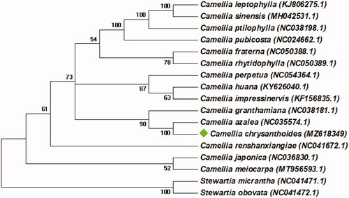 Figure 1. The Neighbor-joining tree based on 80 protein-coding genes were conducted in MEGA v7.0.147. The bootstrap support values > 50% from 1000 replicates are listed for each node.