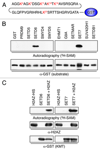 Figure 1. Identification of H2AZ lysine methyltransferases. (A) Representation of H2AZWT50-GST. The first 50 amino acids of H2AZ were fused to the N-terminus of GST. (B) Autoradiogram of KMT assays using 3H-SAM, H2AZWT50-GST as a substrate, and the indicated KMTs. The enzymatic reactions were resolved by SDS-PAGE, transferred to PVDF, and either exposed on film (top) or probed with α-GST to show even H2AZ loading. (C) Validation of the potential H2AZ methyltransferases SETD6 and SET7. As in panel B, but full-length recombinant H2AZ-6xHis was used instead of H2AZWT50-GST as the substrate.
