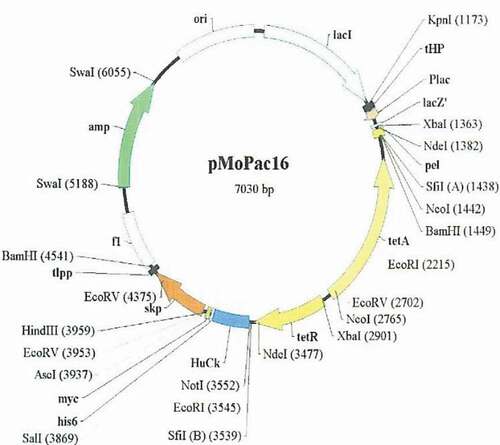 Figure 1. Map of pMo Pac16 vector.