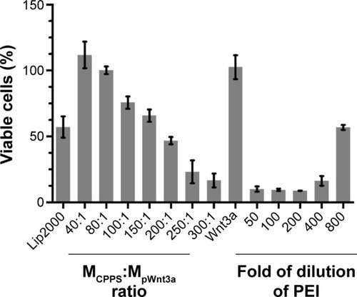 Figure 5 Cytotoxicity assay.Notes: Bar 1, Lipofectamine 2000 (Lip2000)–plasmid Wnt3a (pWnt3a); bars 2–8, cationized Porphyra yezoensis polysaccharide (CPPS)-pWnt3a nanoparticles at ratios of 40:1, 80:1, 100:1, 150:1, 200:1, 250:1, and 300:1 from left to right, respectively; bar 9, free pWnt3a (control group); bars 10–14, multiple dilutions of PEI – 50-fold, 100-fold, 200-fold, 400-fold, and 800-fold from left to right, respectively. Data presented as average values (means) ± standard deviation of measurements from three replicates.Abbreviation: PEI, polyethylenimine.