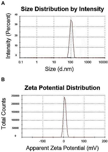 Figure 4 Size distribution (A) and zeta potential graphs (B) of the PM/pG-CX-bF-PE dendriplexes at N/P ratio of 5 measured by Malvern Zetasizer Nano ZS.