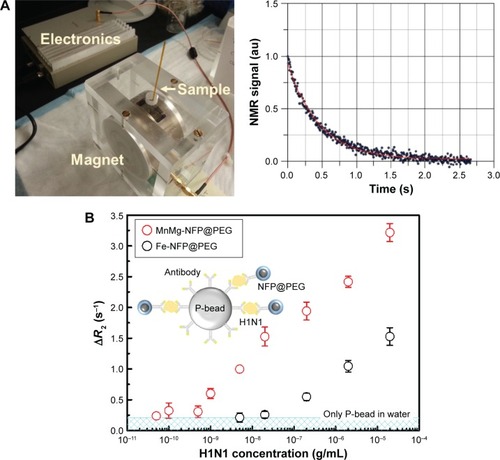 Figure 4 (A) Miniaturized NMR system and representative measured NMR signal (T2 time). (B) Detection results of influenza A H1N1 nucleoprotein using the miniaturized NMR system with MnMg-NFPs@PEG and Fe-NFPs@PEG. The MnMg-NFPs@PEG and Fe-NFPs@PEG are conjugated with the detection antibodies and used as an NMR agent. The polystyrene bead is conjugated with the capture antibodies.Abbreviations: NMR, nuclear magnetic resonance; NFP, nanoferrite particle; PEG, polyethylene glycol.