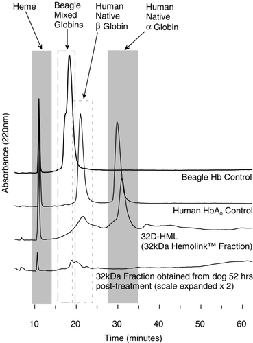 Figure 4. Reverse phase chromatogram showing absorbance at 220 nM. Chromatograms presented are from a control beagle dog, human hemoglobin A0, the 32 kDa fraction of Hb raffimer and a 32 kDa fraction collected from a dog 52 hours after treatment with Hb raffimer. For this sample the scale is expanded 2 ×.