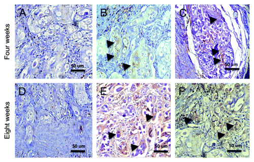 Figure 4. Characterization of the smooth muscle alpha-actin on the implant sites. (A and D) Unseeded scaffold, control group (200×). (B, E) ADSCs seeded scaffold (200×). (C, F) MDSCs seeded scaffold (200×). Brown color, smooth muscle alpha-actin; arrowheads, cells.